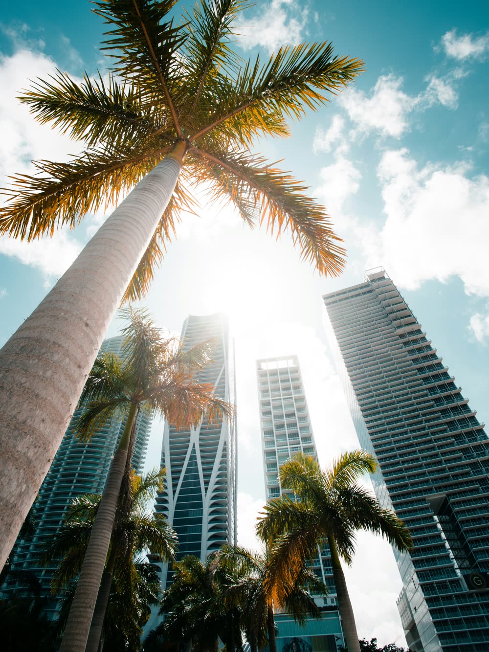 Residential towers in Miami's Brickell district seen from below through royal palms